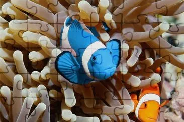 Peixe jigsaw puzzle