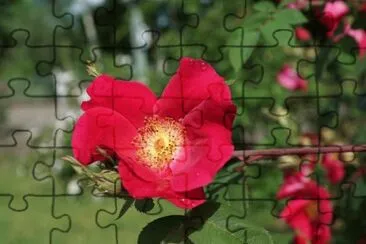 Eglantine jigsaw puzzle
