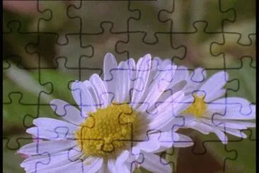Paquerettes jigsaw puzzle