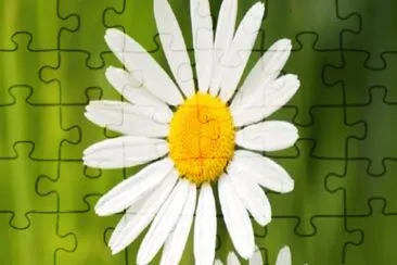 Paquerettes jigsaw puzzle