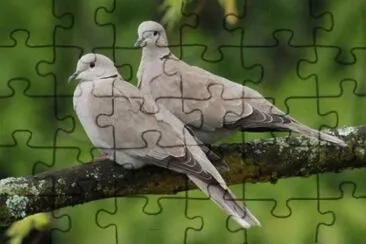 Tourterelles jigsaw puzzle