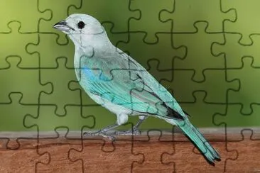 פאזל של Tangara modra