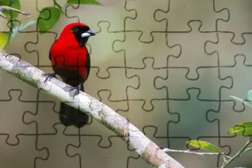 פאזל של Tangara cremisi mascherata