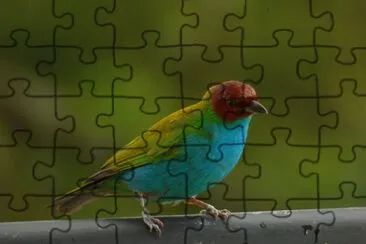 פאזל של Tangara gyrola