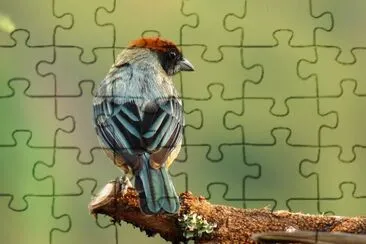 Tangara vitriolina jigsaw puzzle