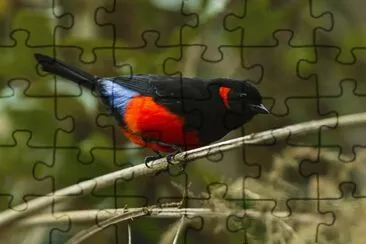 Tangara di monte ventrerosso jigsaw puzzle
