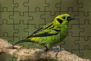Tangara florida jigsaw puzzle