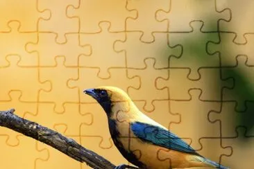 Tangara della cayenna jigsaw puzzle