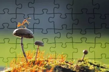 ant/ mushrooms
