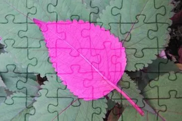 Hoja rosa