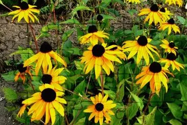 Gaillarde