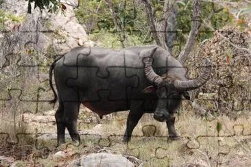 Bufalo indiano