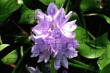 Jacinthe d 'eau jigsaw puzzle