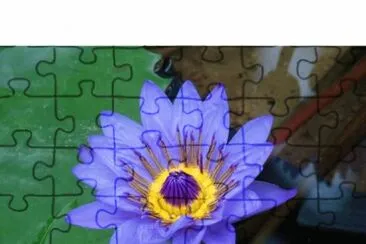 Nenuphar jigsaw puzzle
