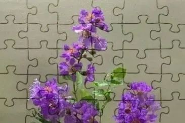 lavender flowers