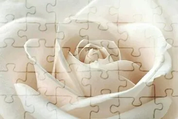 white rose jigsaw puzzle