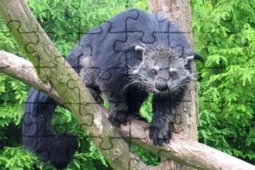 Gatto orsino
