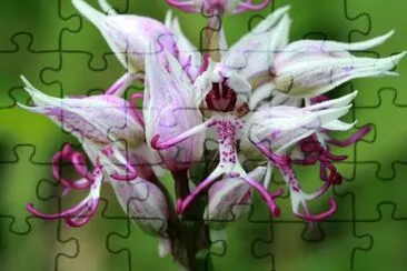 orchis jigsaw puzzle