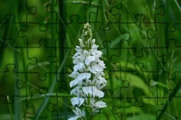 orchis jigsaw puzzle