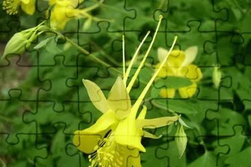 Ancolie jigsaw puzzle