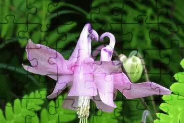 Ancolie jigsaw puzzle