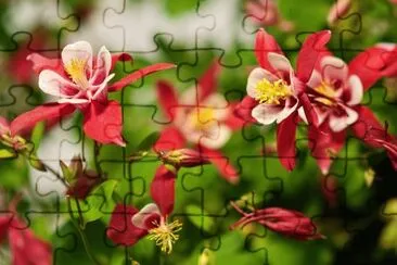 Ancolies jigsaw puzzle