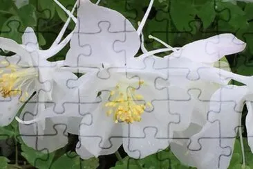 Ancolies jigsaw puzzle
