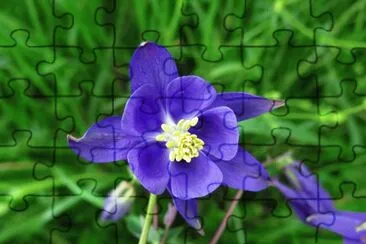 Ancolie jigsaw puzzle