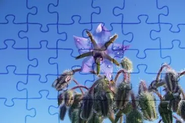Bourrache jigsaw puzzle