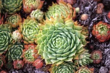 Joubarbe jigsaw puzzle