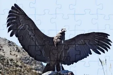 Condor jigsaw puzzle
