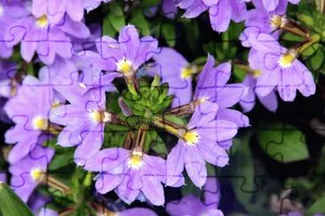 פאזל של Scaevola