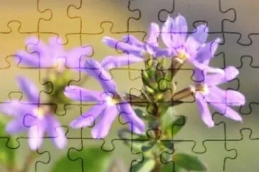 Scaevola jigsaw puzzle