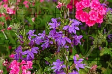 פאזל של Scaevola