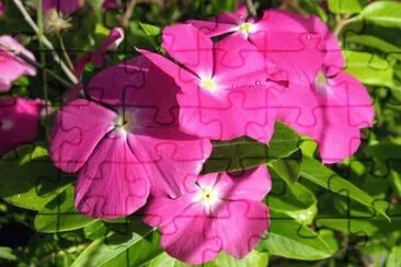 פאזל של Pervenches