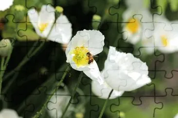 Diramula jigsaw puzzle