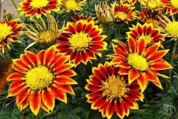 Gazania