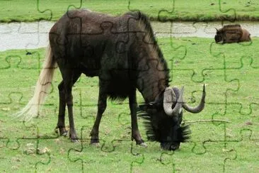 Gnu dalla coda bianca jigsaw puzzle