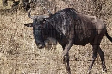 Gnu striato jigsaw puzzle