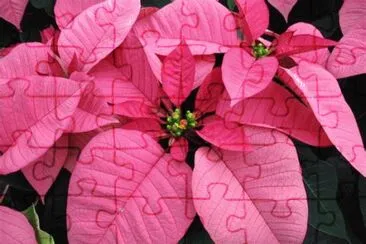 poinsettia