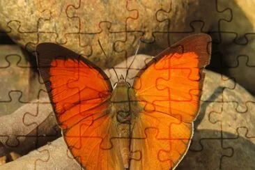 Curetis thetis