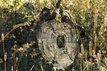 Spiderweb in the morning sun