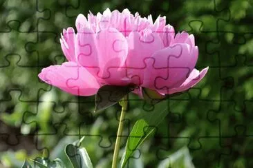 Pivoine jigsaw puzzle
