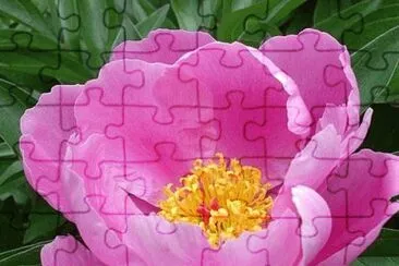 Pivoine jigsaw puzzle