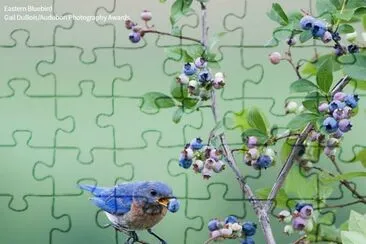 lovely little bird jigsaw puzzle