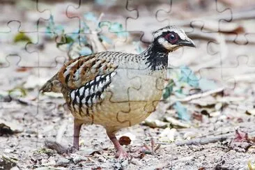 פאזל של Pernice dorsobarrato