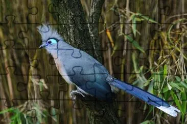 פאזל של Cua crestato