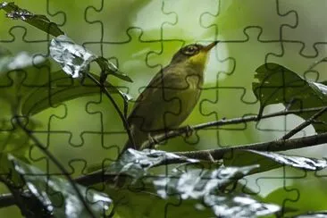 פאזל של Bul verde dagli occhiali