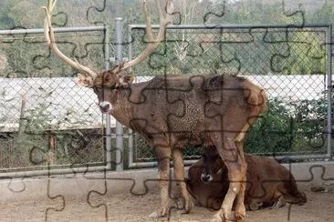 פאזל של Cervo a labbrabianche