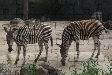 פאזל של Zebra del capo
